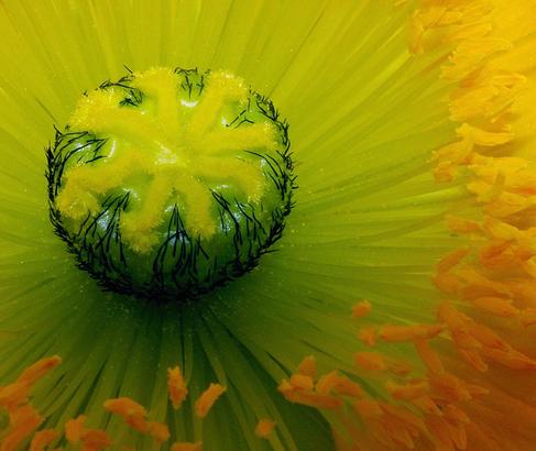 makro