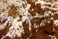 Saguzaharra banderiana egitten