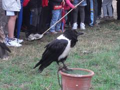 Afrikako belea