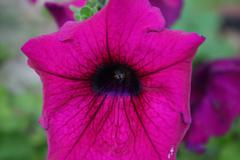 loria