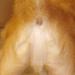 Txakur sakratuena Facebooken, bere ipurtzuloan Jesukristoren aurpegia. http://www.facebook.com/pages/jesucristo-en-el-culo-de-un-perro/141309112546192 

Gehiago Sustatun http://sustatu.com/1278320299