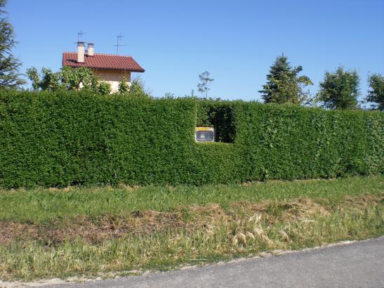 Ars Topiaria