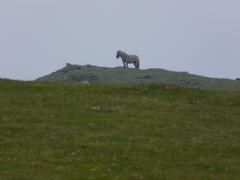 harria1