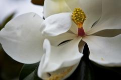 Loreak Arriolan