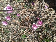 Magnoliak